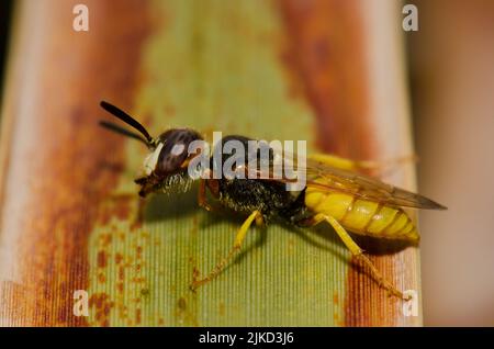 Europäischer Bienenwolf Philanthus triangulum Abdelcader. Las Palmas de Gran Canaria. Gran Canaria. Kanarische Inseln. Spanien. Stockfoto