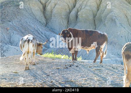 Watusi-Rinder in Study Butte, Texas Stockfoto