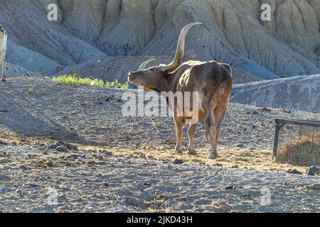 Watusi-Rinder in Study Butte, Texas Stockfoto