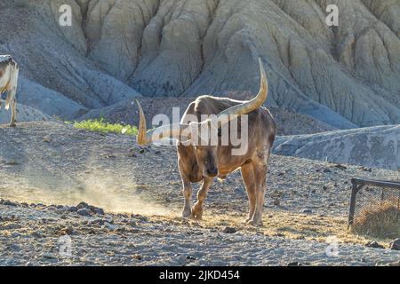 Watusi-Rinder in Study Butte, Texas Stockfoto