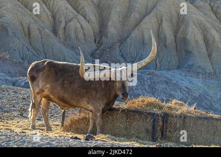 Watusi-Rinder in Study Butte, Texas Stockfoto