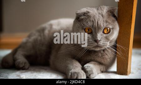 Eine nachdenkliche schottische Falte zu Hause, denkende Katze Stockfoto