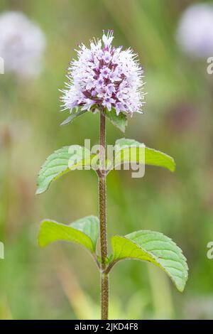 Wasserminzblüte und -Pflanze aus der Nähe, Mentha aquatica, eine marginale Teichpflanze, Hampshire, England, Großbritannien Stockfoto