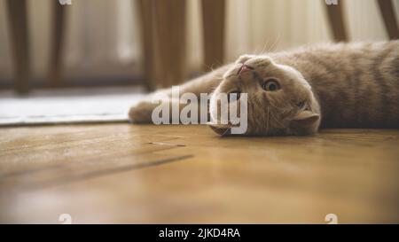 Gelbe Katze liegt zu Hause auf dem Boden Stockfoto