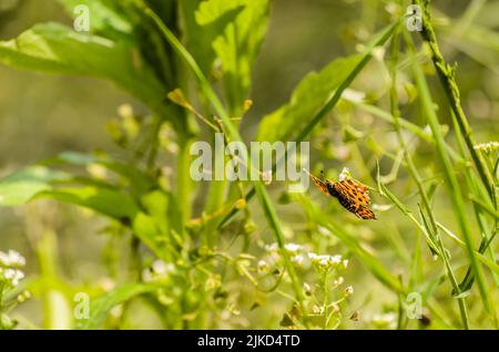 Ein orangefarbener Kartenschmetterling, der über Gras fliegt Stockfoto