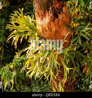 Platycerium bifurcatum. Die Namen „Staghorn Farn“ und „elkhorn Farn“ werden oft synonym verwendet, obwohl sie als elkhorn Farns bifurcatum bezeichnet werden. Stockfoto