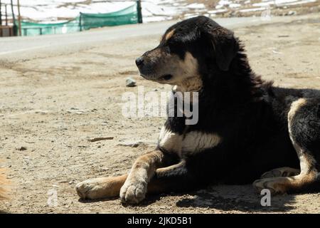 Lokale verirrte Hunde mit Pelz sitzen auf dem Boden vor dem Himalaya-Gebirge bedeckt mit Eis und Schnee Gletscher in Ladakh und Leh, Indien Stockfoto