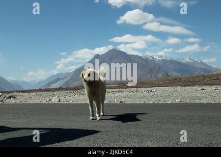 Cute Silent Local Stray Dog Indien Mit Pelz Auf Der Autobahn Straße Vor Dem Himalaya-Gebirge Mit Eis Und Schnee-Gletscher In Ladakh Bedeckt Stehen Stockfoto