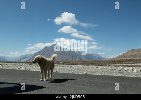 Cute Silent Local Stray Dog Indien Mit Pelz Auf Der Autobahn Straße Vor Dem Himalaya-Gebirge Mit Eis Und Schnee-Gletscher In Ladakh Bedeckt Stehen Stockfoto