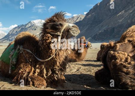 Double Hump Einzigartige Kamele In Nubra Valley, Ladakh Leh, Einer Der Top Best Tourist Destinations. Touristen Genießen Den Naturblick Mit Kamel Stockfoto