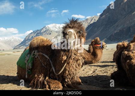 Double Hump Einzigartige Kamele In Nubra Valley, Ladakh Leh, Einer Der Top Best Tourist Destinations. Touristen Genießen Den Naturblick Mit Kamel Stockfoto