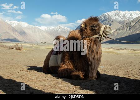 Double Hump Einzigartige Kamele In Nubra Valley, Ladakh Leh, Einer Der Top Best Tourist Destinations. Touristen Genießen Den Naturblick Mit Kamel Stockfoto