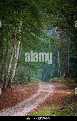 Eine Sonne scheint durch die Bäume in einem Wald mit Morgennebel Stockfoto