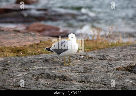 Gemeine Möwe oder Larus canus, die auf einer Klippe am Meer steht Stockfoto