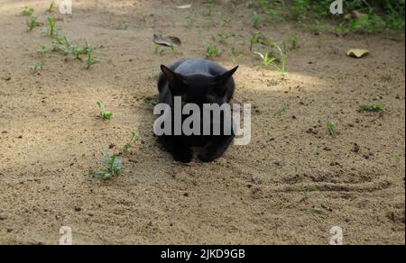 Eine schwarze, grün äugige Katze, die auf dem sandigen Boden liegt und auf die Kamera schaut Stockfoto