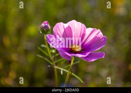 Die Cosmos-Blume, auch bekannt als die mexikanische Aster, ist eine Blume mit violetten Blütenblättern und gelben Staubgefäßen und Stempel. Stockfoto