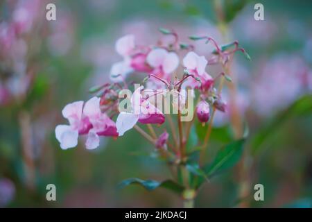 Blumenimpatiens Balsamina, allgemein bekannt als Balsam, Rosenbalsam, Touch-Me-Not oder Fleckensnackkraut. Stockfoto