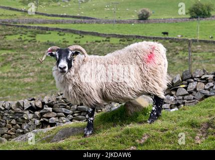 Schottisches Schwarzgesicht-Schaf, grast in Malham Moor, Yorkshire Dales National Park, Großbritannien Stockfoto