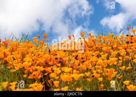 Lebhaften orange Mohn mit lila Blumen blühen auf einem Hügel in Lake Elsinore Bounce zu der sanften Brise während einer hellen Tag gemischt. Stockfoto