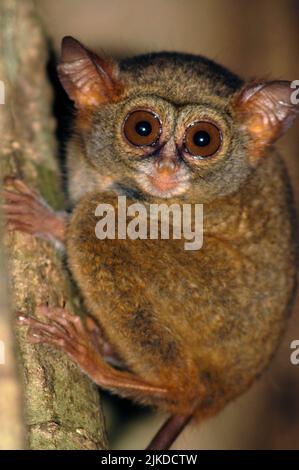 Ein winziger Tarsier-Affe im Dschungel Indonesiens klammert sich nachts an einen Baumzweig. Stockfoto