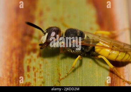 Europäischer Bienenwolf Philanthus triangulum Abdelcader. Las Palmas de Gran Canaria. Gran Canaria. Kanarische Inseln. Spanien. Stockfoto