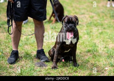 Ein Boxer in dunkler Farbe, mit einem nicht angedockten Schwanz, sitzt auf dem Boden in der Nähe des Besitzers und ragt seine Zunge heraus. Hochwertige Fotos Stockfoto
