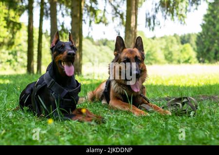 Dobermann und Deutscher Schäferhund, auf dem Gras im Wald. Hochwertige Fotos Stockfoto