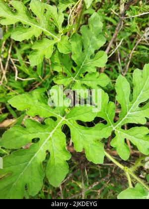 Eine junge Wassermelonenpflanze im Garten auf einem dunklen Erdhintergrund. Kleine grüne Wassermelone sprießen Stockfoto