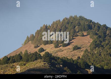 Berg mit Mischwald der Kanarenpinien Pinus canariensis und Monterey Pinus radiata. San Mateo. Gran Canaria. Kanarische Inseln. Spanien. Stockfoto