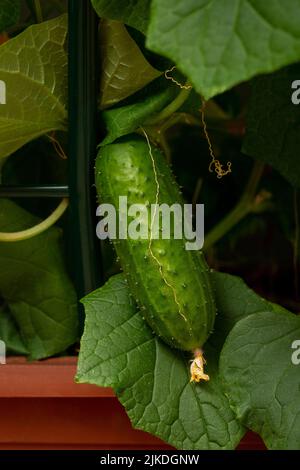 Frische Gurken, die in Innenräumen angebaut werden, aus der Nähe auf dem Hintergrund der Blätter Stockfoto