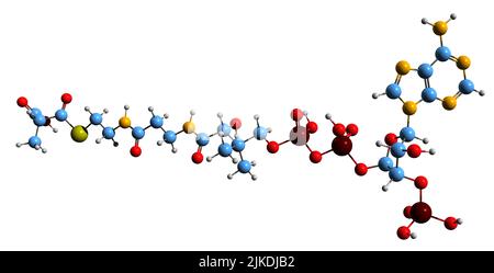 3D Aufnahme der Skelettformel von Methylmalonyl-CoA - molekularchemische Struktur der Biosynthese von Succinyl-CoA-Zwischenprodukt, isoliert auf weißem Backgro Stockfoto