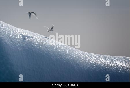 Möwen fliegen tief über den Eisberg mit Schatten im Eis Stockfoto