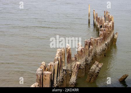 Verwitterte Betonsäulen ragen am Seeufer aus dem Wasser Stockfoto