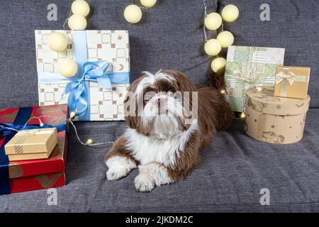 Der 9 Monate alte Shih Tzu liegt auf dem Sofa neben Geschenkschachteln und Lampen. Stockfoto