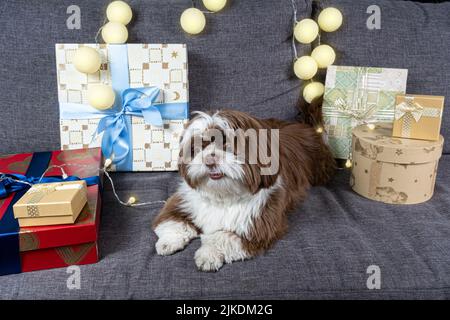 9 Monate alter Shih tzu, der auf dem Sofa liegt, zur Seite schaut, neben Geschenkschachteln und Lampen. Stockfoto