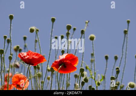 Blüten von Mohnblumen Papaver Rhoeas. San Mateo. Gran Canaria. Kanarische Inseln. Spanien. Stockfoto