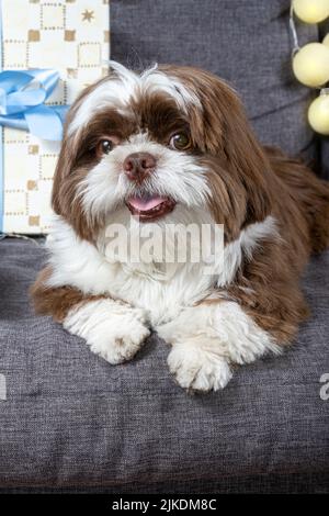 9 Monate alter Shih tzu starrt und liegt auf dem Sofa, neben Geschenkbox und Lampen. Stockfoto