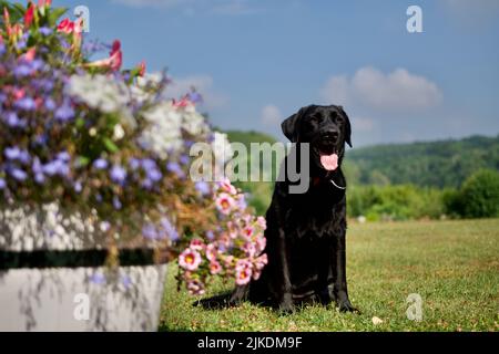 Schwarzer Labrador Retriever Hund, der im Sommer in Condroz, Belgien, neben einem hölzernen Blumentopf in einem schönen Garten sitzt. Stockfoto