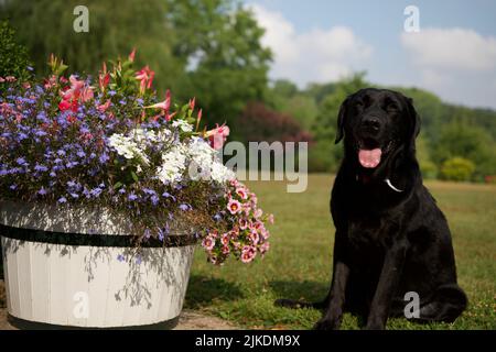 Schwarzer Labrador Retriever Hund sitzt neben einem hölzernen Blumentopf in einem schönen Garten im Sommer in Condroz, Belgien. Stockfoto