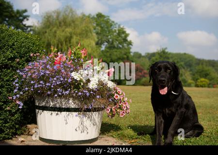 Schwarzer Labrador Retriever Hund, der im Sommer in Condroz, Belgien, neben einem hölzernen Blumentopf in einem schönen Garten sitzt. Stockfoto