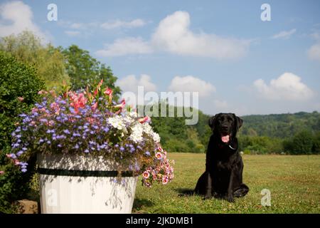 Schwarzer Labrador Retriever Hund, der im Sommer in Condroz, Belgien, neben einem hölzernen Blumentopf in einem schönen Garten sitzt. Stockfoto