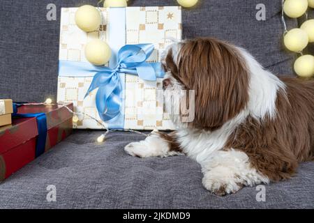 9 Monate alter Shih Tzu, der auf dem Sofa liegt und Geschenkboxen neben Glühbirnen anschaut. Stockfoto