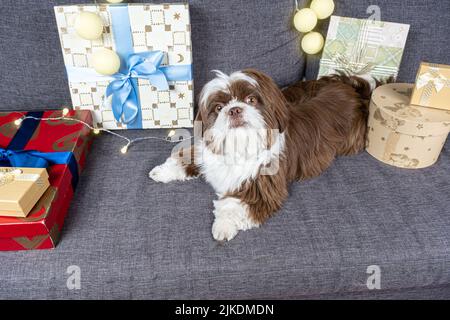 9 Monate alter Shih tzu, der auf dem Sofa liegt und neben Geschenkschachteln und Lampen starrt. Stockfoto