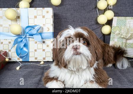 9 Monate alter Shih tzu, der auf dem Sofa liegt und anstarrt, neben Geschenkschachteln mit Schleifen und Glühbirnen. Stockfoto