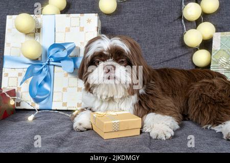 9 Monate alter Shih tzu, der auf dem Sofa mit einer goldenen Geschenkbox zwischen den Pfoten liegt. Stockfoto