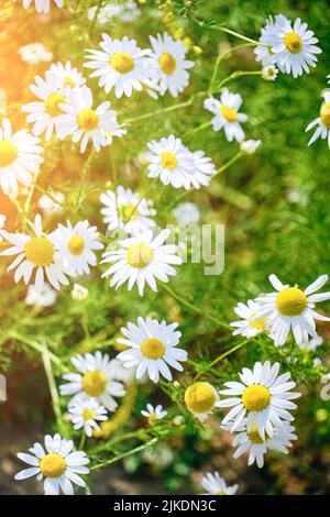 Schöne Lichtung mit Kamillen an sonnigen Sommertagen, Wildblumen Stockfoto