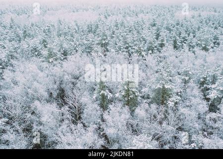 Luftaufnahme von Pinien Nadelwald in der Landschaft im Winter. Von der Einstellung aus gesehen, von oben gesehen. Drohnenansicht der schönen europäischen Wälder im Winter Stockfoto