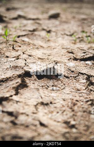 Getrocknetes Wüstenland. Risse im Boden. Dehydrierte Böden. Tiefe Risse und Dürre. Stockfoto