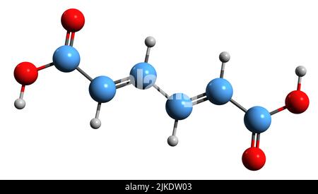 3D Bild der Skelettformel der Mukonsäure - molekulare chemische Struktur der isolierten auf weißem Hintergrund Stockfoto