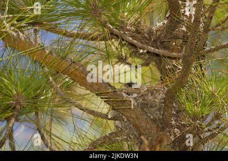 Küken von Gran Canaria blauem Buchfink Fringilla polatzeki auf dem Nest. Der Nublo Rural Park. Tejeda. Gran Canaria. Kanarische Inseln. Spanien. Stockfoto